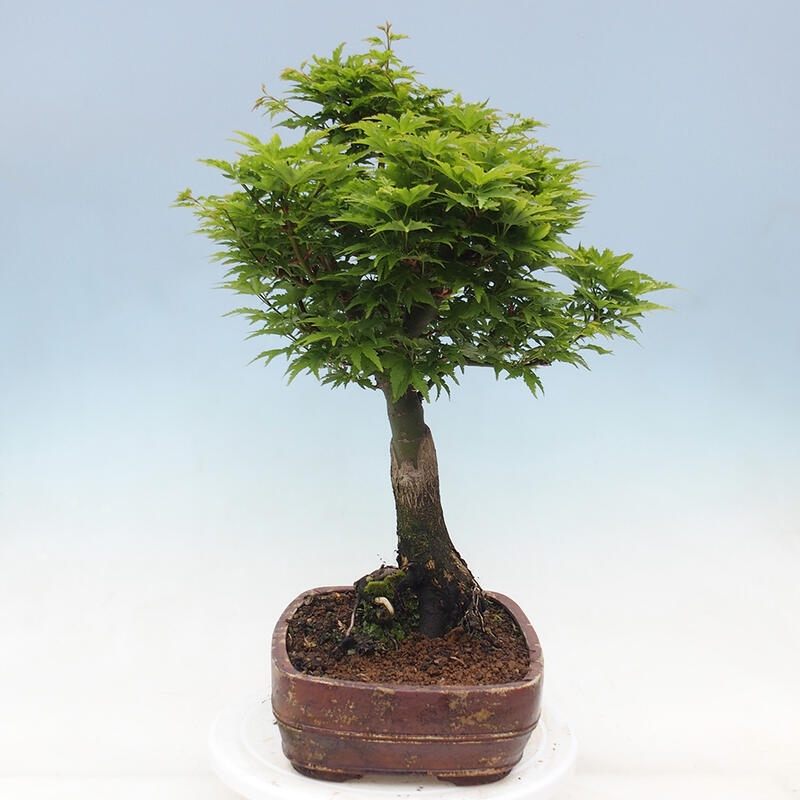 Venkovní bonsai -Javor dlanitolistý Acer palmatum Shishigashira