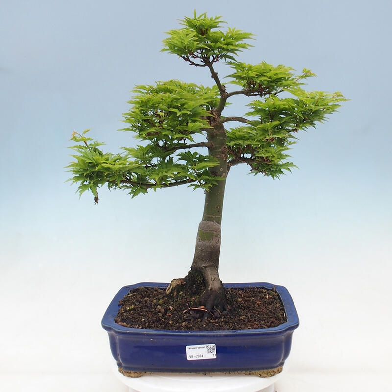 Venkovní bonsai -Javor dlanitolistý Acer palmatum Shishigashira