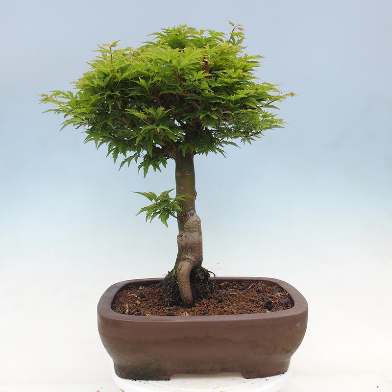 Venkovní bonsai -Javor dlanitolistý Acer palmatum Shishigashira