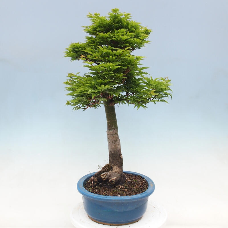 Venkovní bonsai -Javor dlanitolistý Acer palmatum Shishigashira