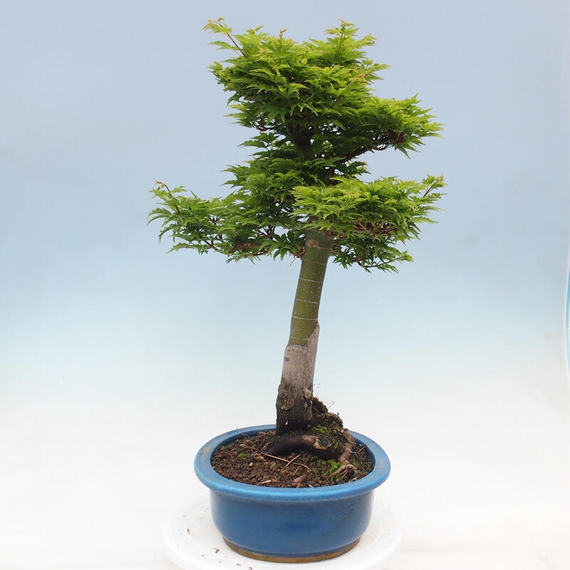 Venkovní bonsai -Javor dlanitolistý Acer palmatum Shishigashira