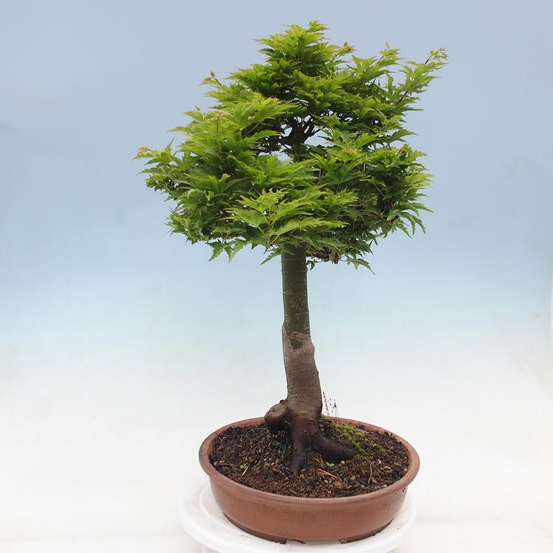 Venkovní bonsai -Javor dlanitolistý Acer palmatum Shishigashira