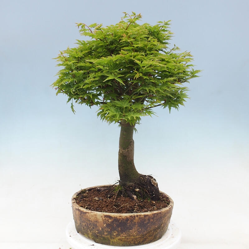 Venkovní bonsai -Javor dlanitolistý Acer palmatum Shishigashira