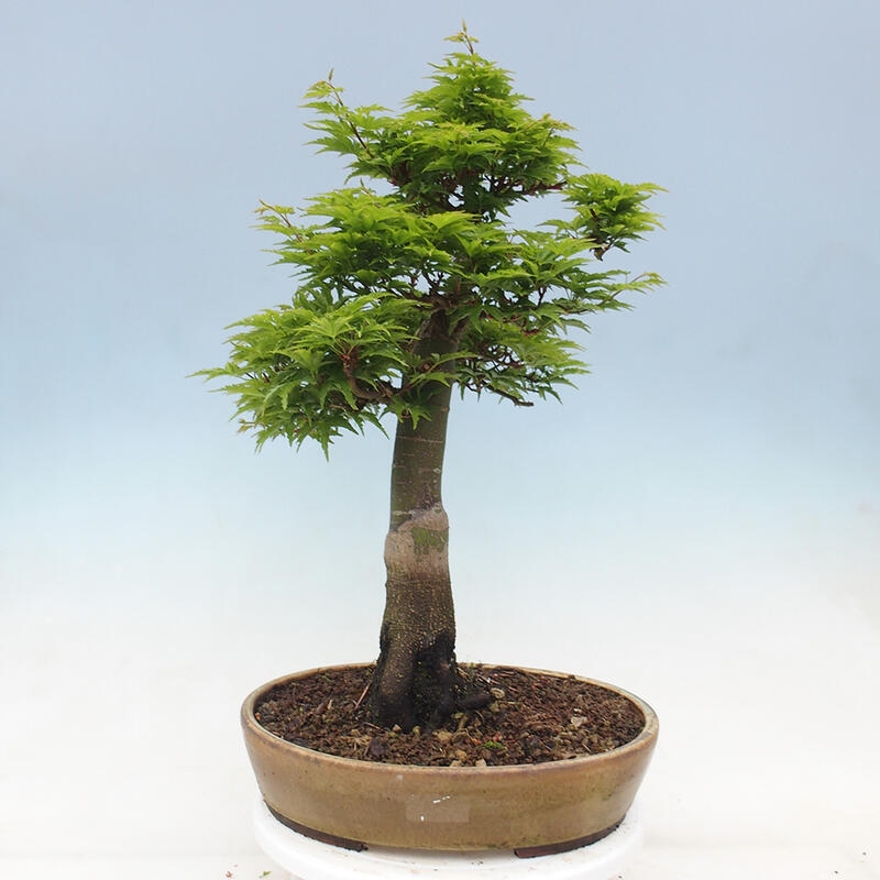 Venkovní bonsai -Javor dlanitolistý Acer palmatum Shishigashira