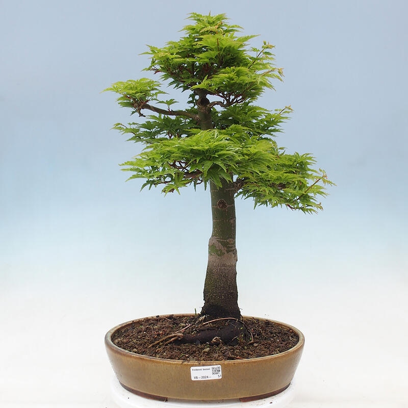 Venkovní bonsai -Javor dlanitolistý Acer palmatum Shishigashira