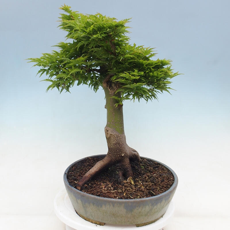 Venkovní bonsai -Javor dlanitolistý Acer palmatum Shishigashira