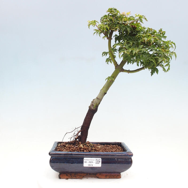 Venkovní bonsai -Javor dlanitolistý Acer palmatum Shishigashira