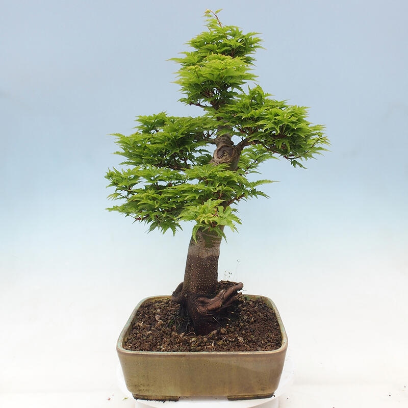 Venkovní bonsai -Javor dlanitolistý Acer palmatum Shishigashira