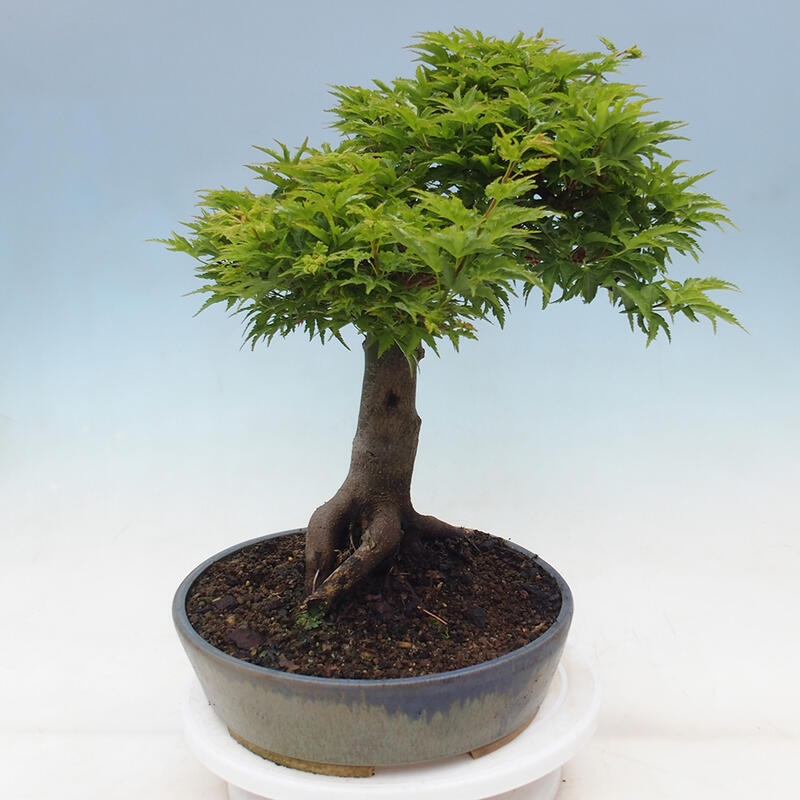 Venkovní bonsai -Javor dlanitolistý Acer palmatum Shishigashira