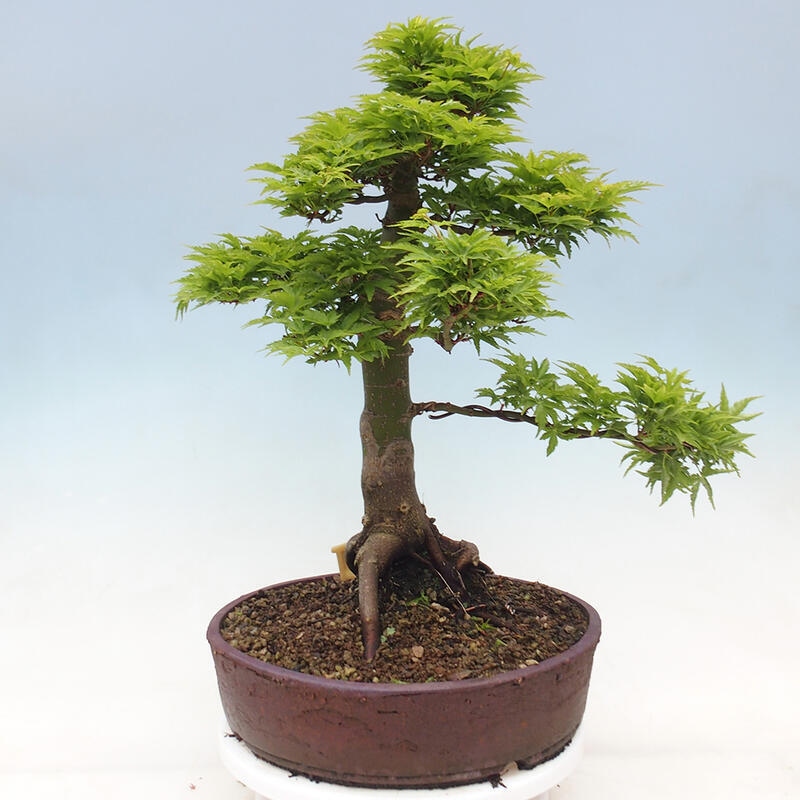 Venkovní bonsai -Javor dlanitolistý Acer palmatum Shishigashira