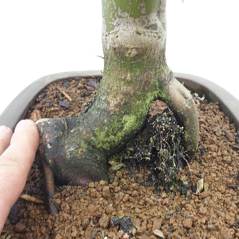 Venkovní bonsai -Javor dlanitolistý Acer palmatum Shishigashira