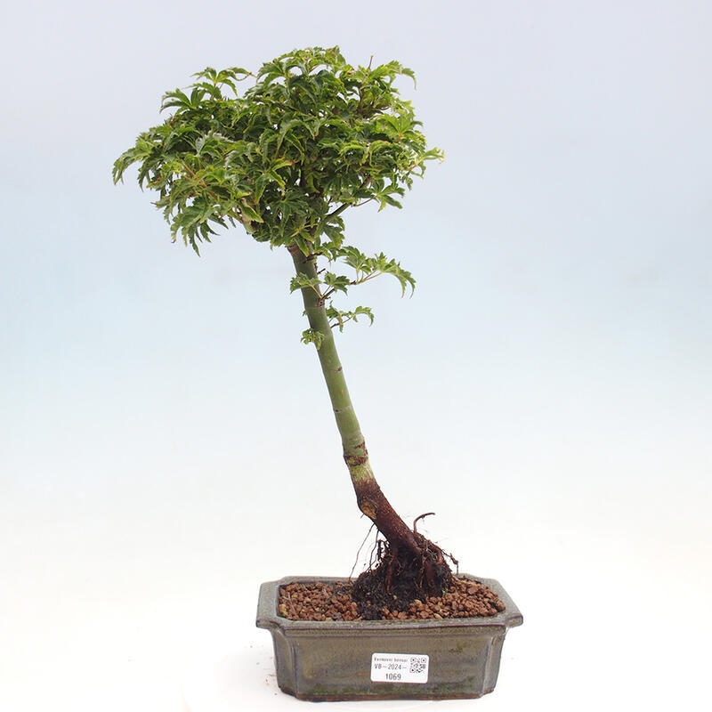 Venkovní bonsai -Javor dlanitolistý Acer palmatum Shishigashira