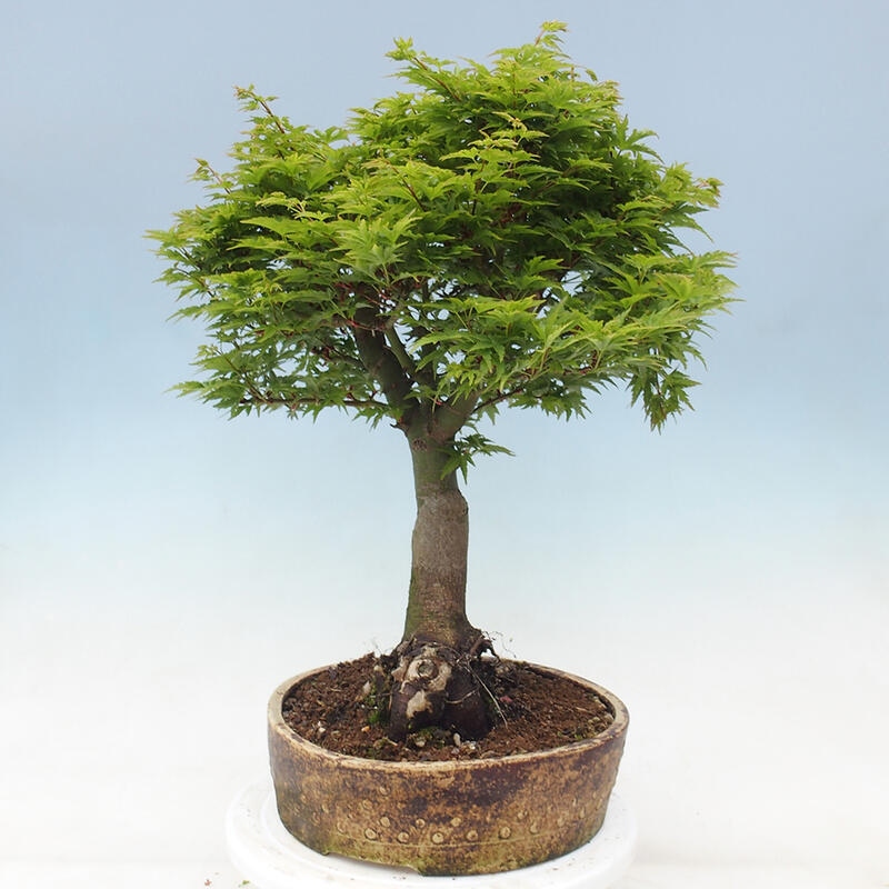 Venkovní bonsai -Javor dlanitolistý Acer palmatum Shishigashira