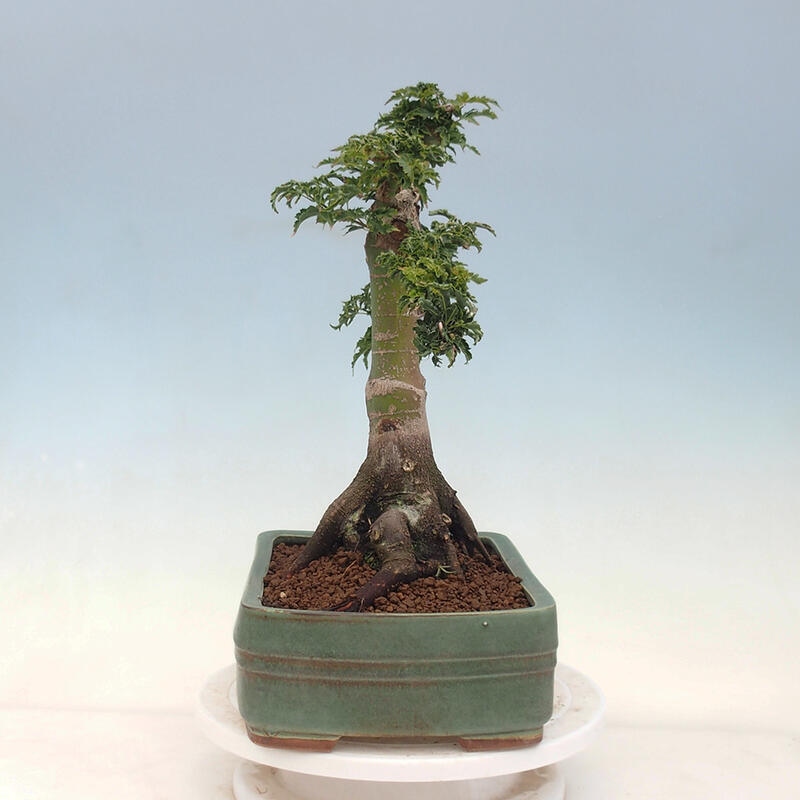 Venkovní bonsai -Javor dlanitolistý Acer palmatum Shishigashira