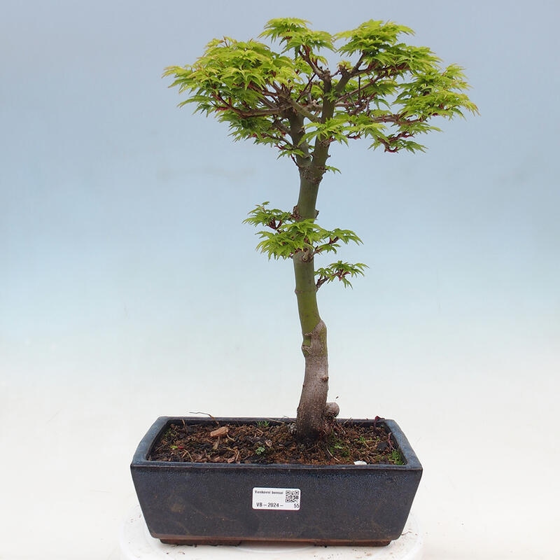 Venkovní bonsai -Javor dlanitolistý Acer palmatum Shishigashira