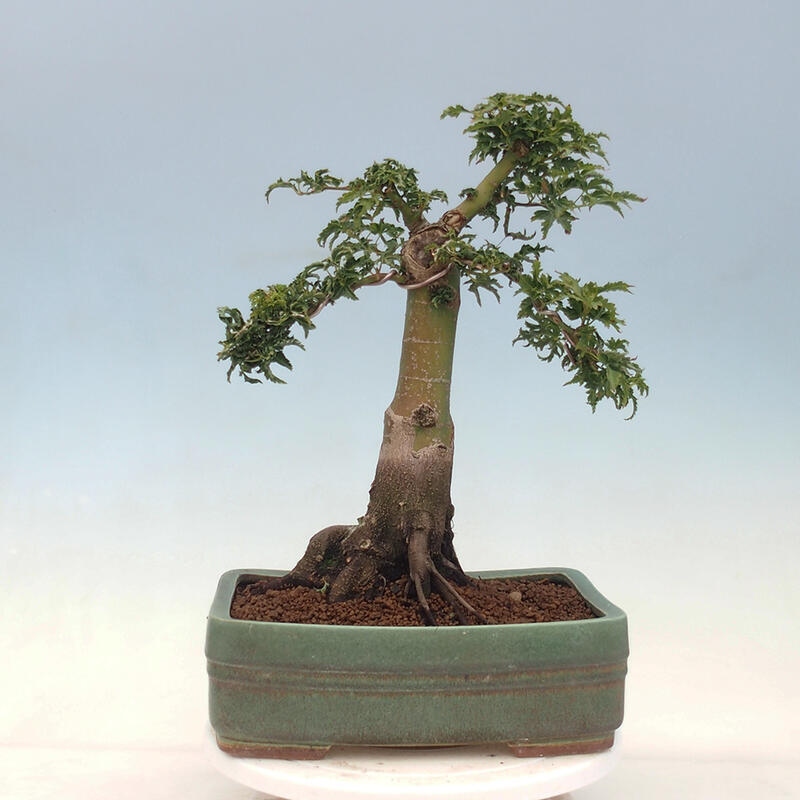 Venkovní bonsai -Javor dlanitolistý Acer palmatum Shishigashira