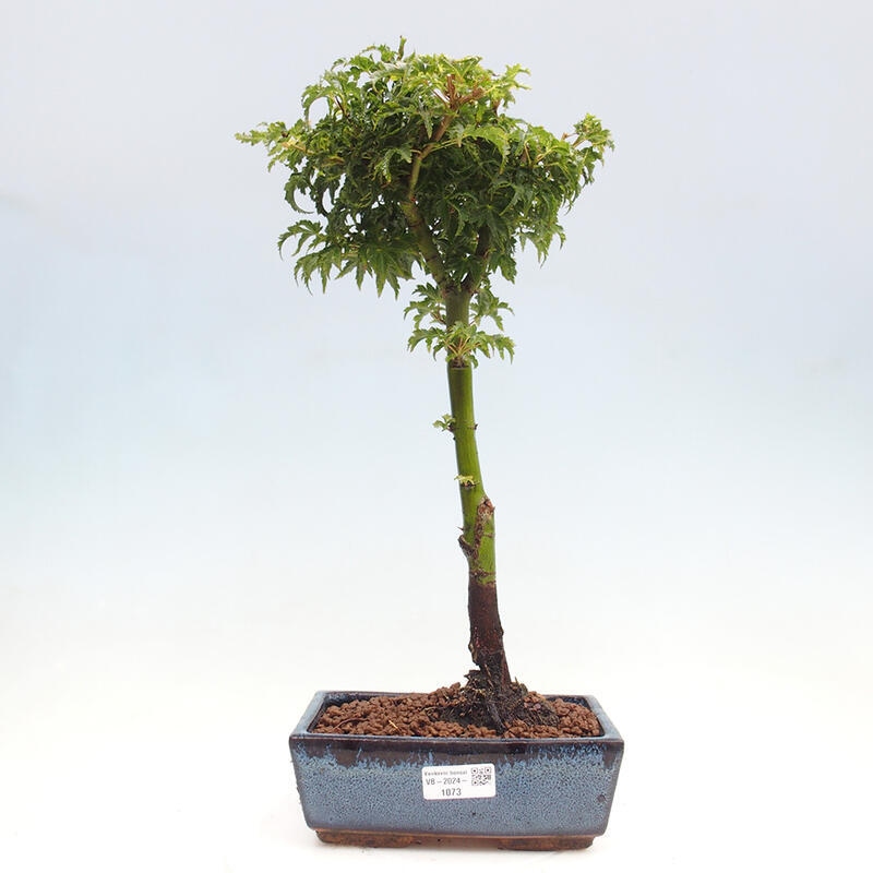 Venkovní bonsai -Javor dlanitolistý Acer palmatum Shishigashira