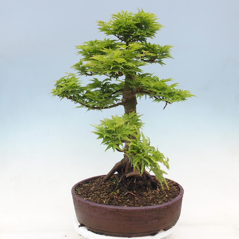 Venkovní bonsai -Javor dlanitolistý Acer palmatum Shishigashira