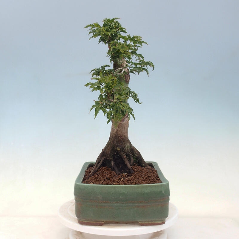 Venkovní bonsai -Javor dlanitolistý Acer palmatum Shishigashira