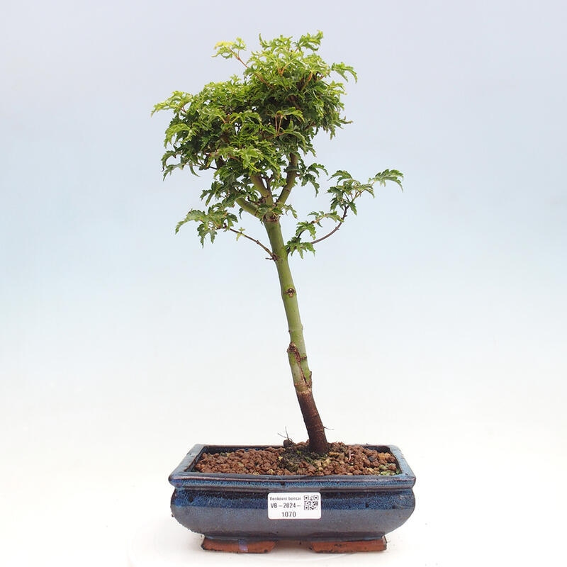 Venkovní bonsai -Javor dlanitolistý Acer palmatum Shishigashira