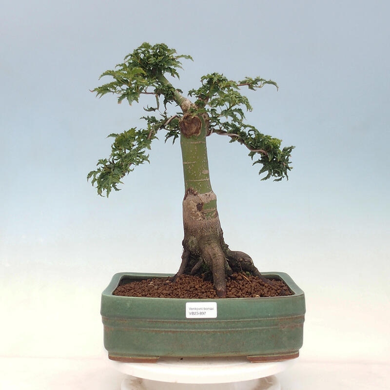 Venkovní bonsai -Javor dlanitolistý Acer palmatum Shishigashira