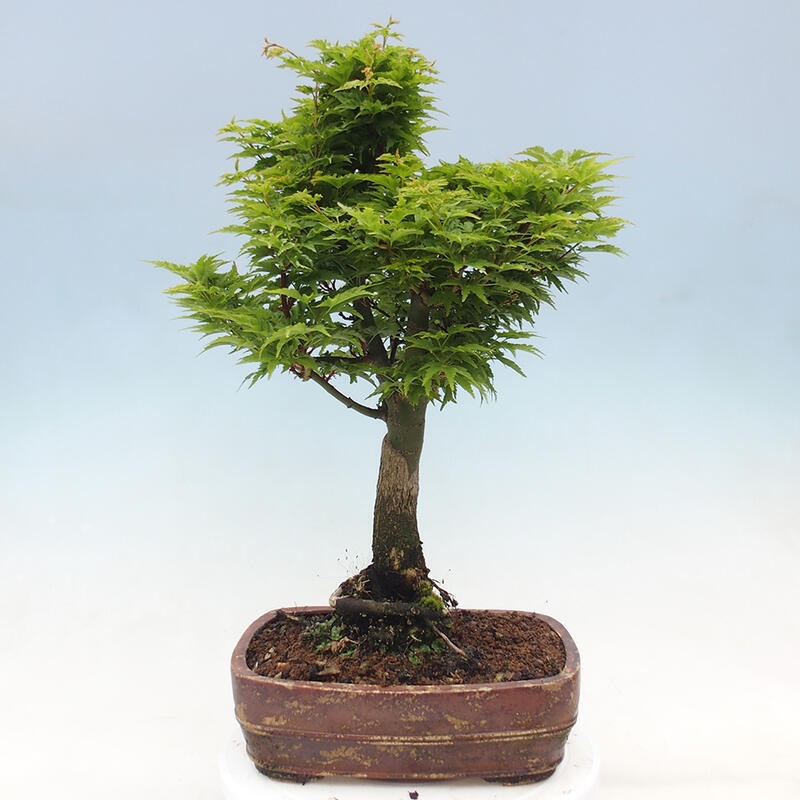 Venkovní bonsai -Javor dlanitolistý Acer palmatum Shishigashira