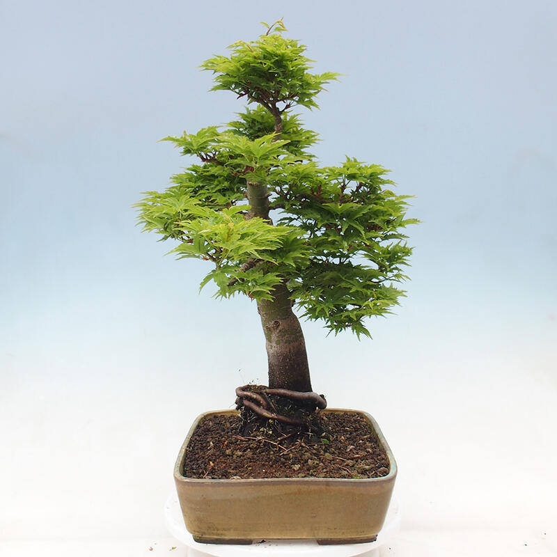 Venkovní bonsai -Javor dlanitolistý Acer palmatum Shishigashira