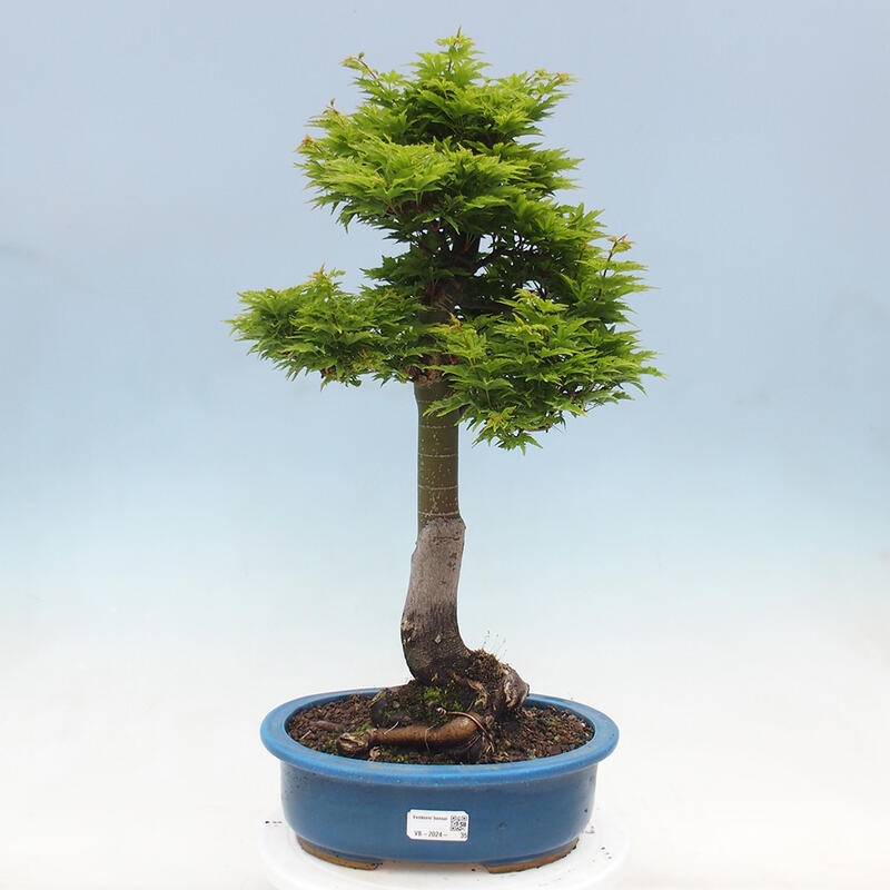 Venkovní bonsai -Javor dlanitolistý Acer palmatum Shishigashira