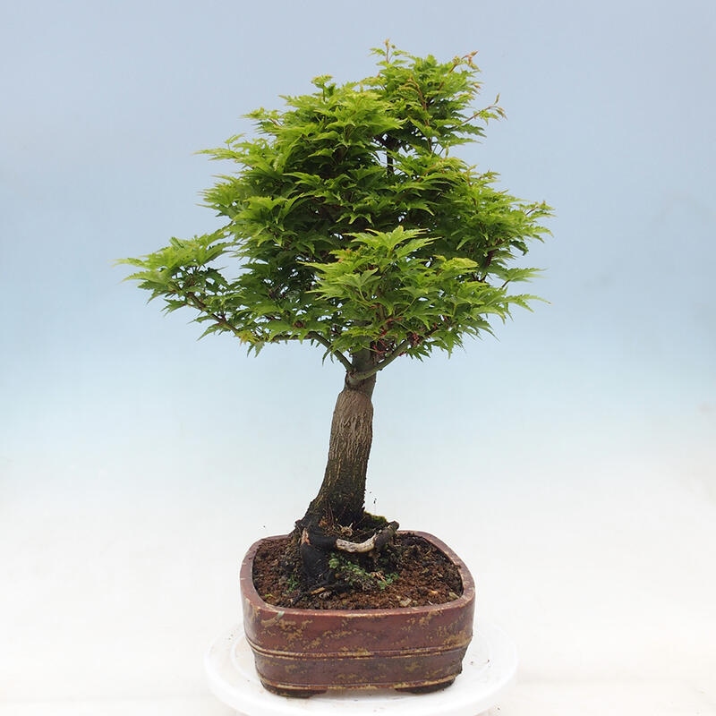 Venkovní bonsai -Javor dlanitolistý Acer palmatum Shishigashira