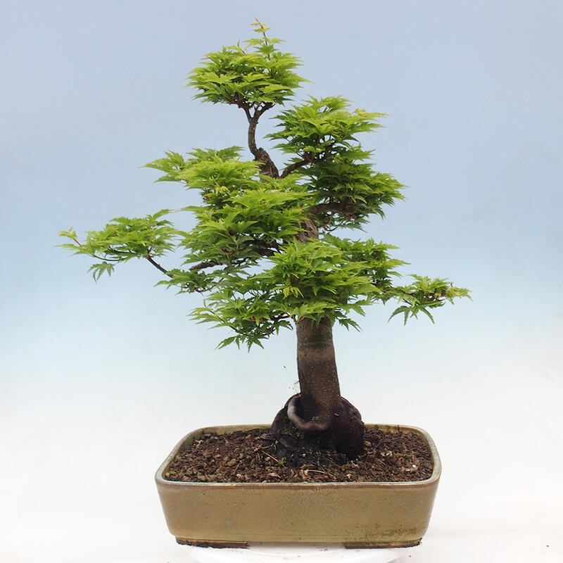 Venkovní bonsai -Javor dlanitolistý Acer palmatum Shishigashira