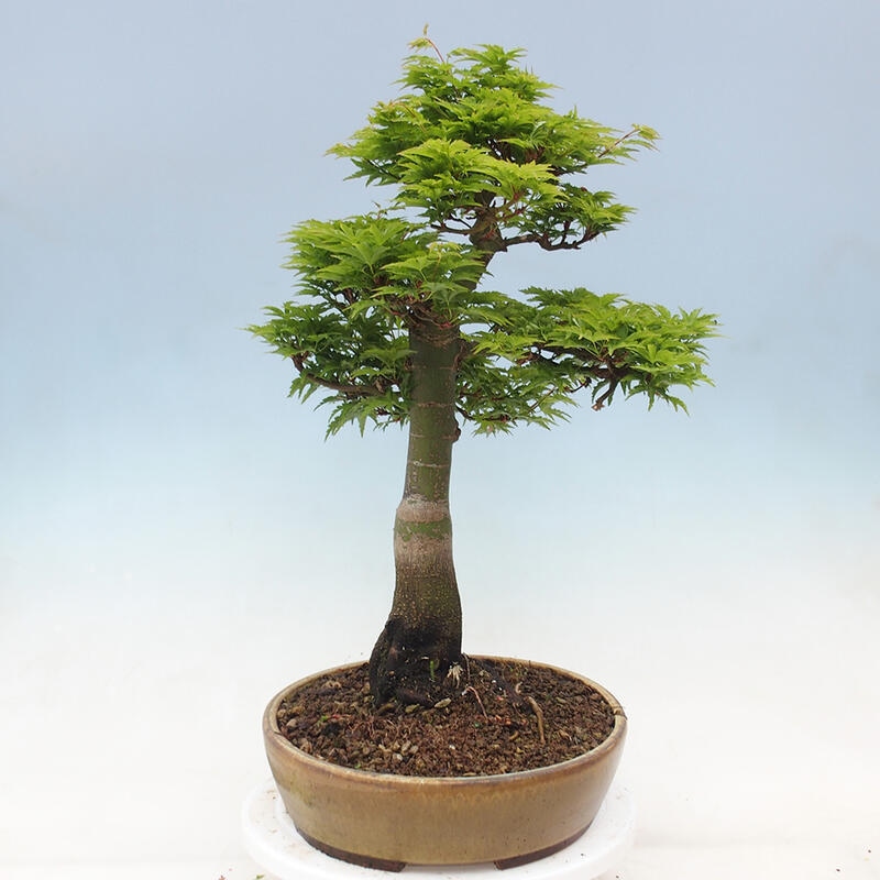 Venkovní bonsai -Javor dlanitolistý Acer palmatum Shishigashira