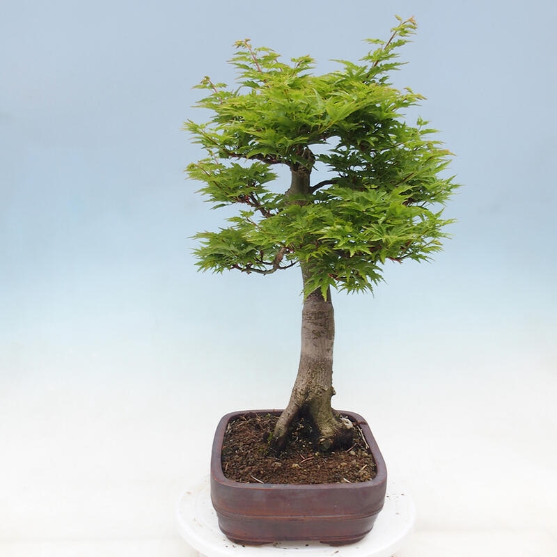 Venkovní bonsai -Javor dlanitolistý Acer palmatum Shishigashira