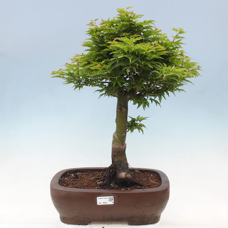 Venkovní bonsai -Javor dlanitolistý Acer palmatum Shishigashira