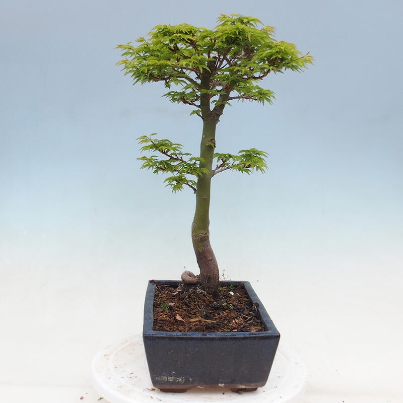 Venkovní bonsai -Javor dlanitolistý Acer palmatum Shishigashira