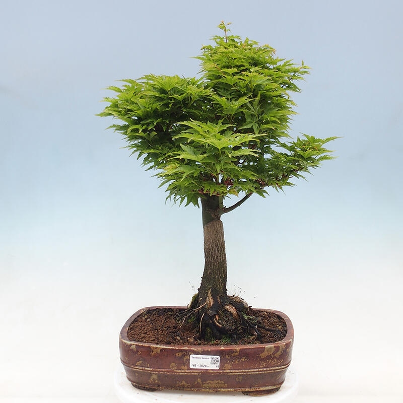 Venkovní bonsai -Javor dlanitolistý Acer palmatum Shishigashira