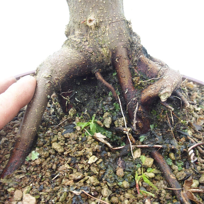 Venkovní bonsai -Javor dlanitolistý Acer palmatum Shishigashira