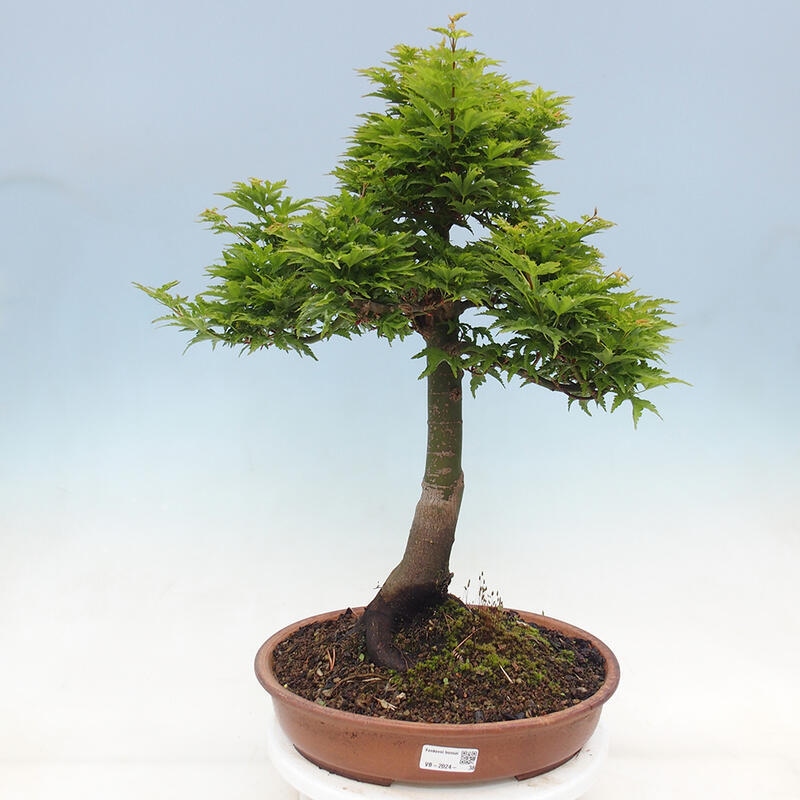 Venkovní bonsai -Javor dlanitolistý Acer palmatum Shishigashira