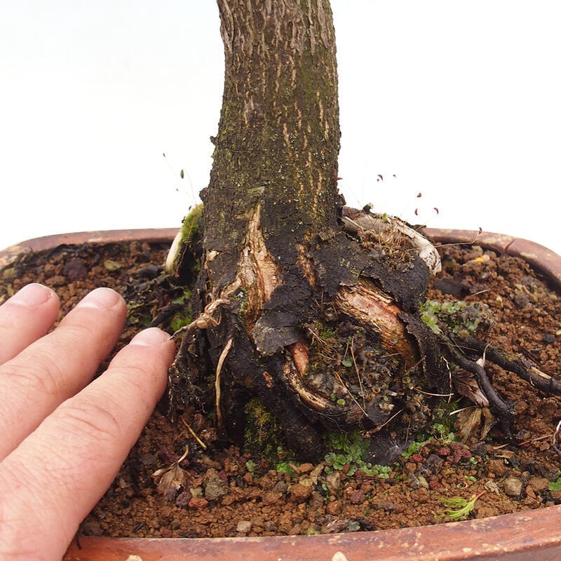 Venkovní bonsai -Javor dlanitolistý Acer palmatum Shishigashira