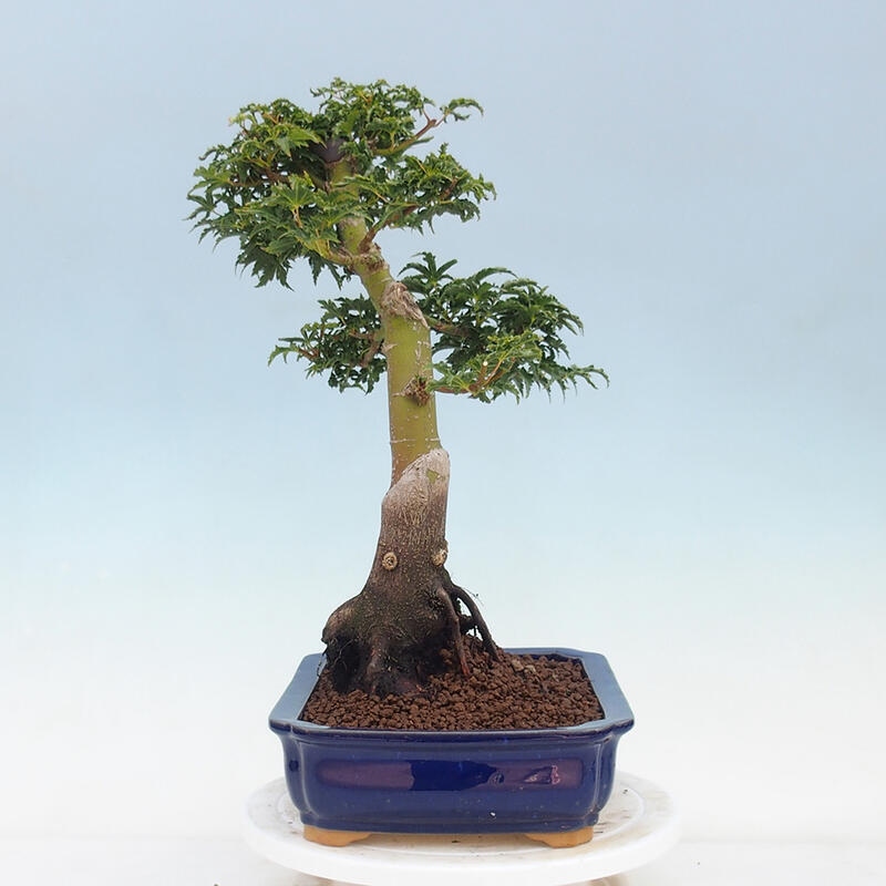 Venkovní bonsai -Javor dlanitolistý Acer palmatum Shishigashira