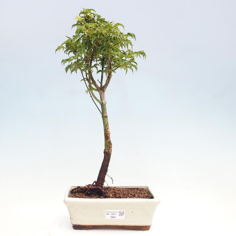 Venkovní bonsai -Javor dlanitolistý Acer palmatum Shishigashira