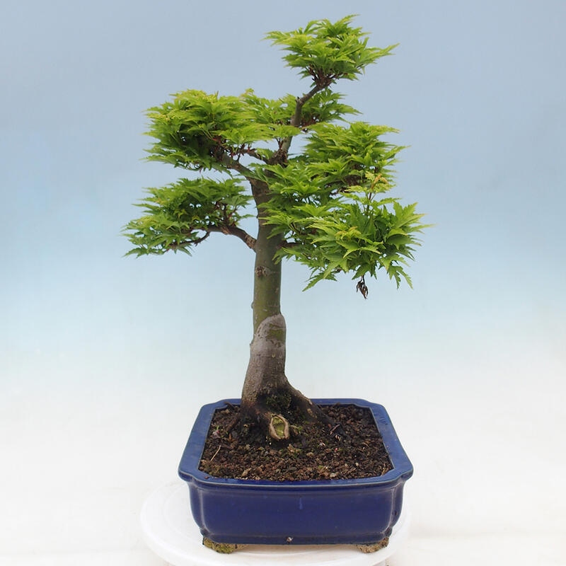 Venkovní bonsai -Javor dlanitolistý Acer palmatum Shishigashira