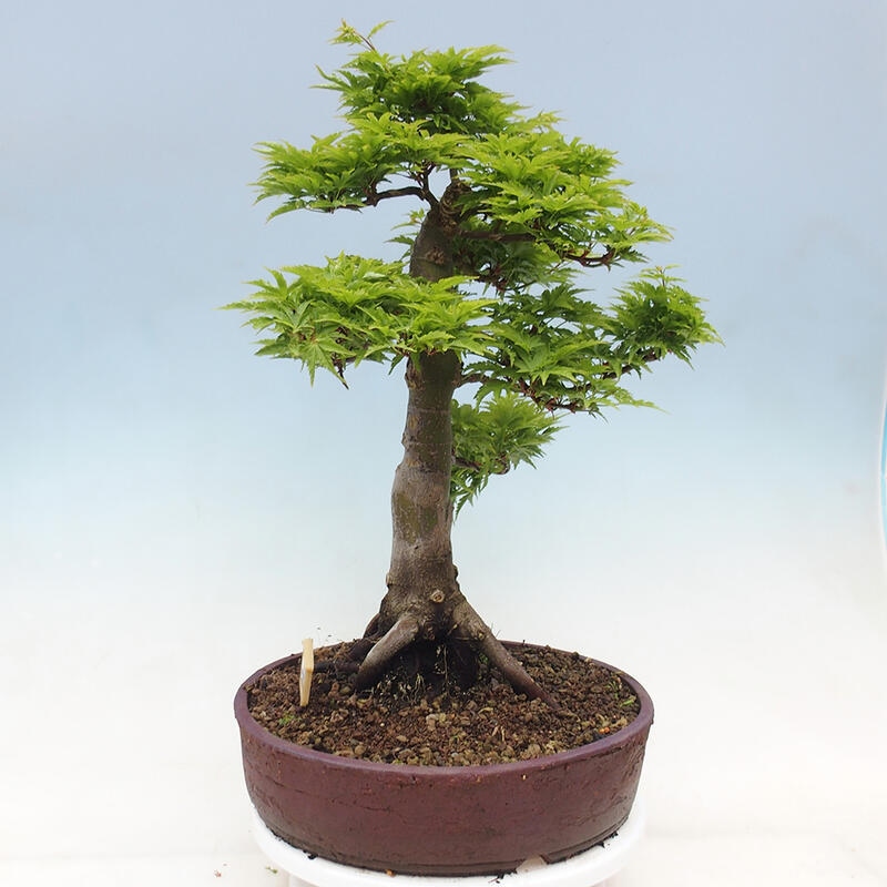 Venkovní bonsai -Javor dlanitolistý Acer palmatum Shishigashira