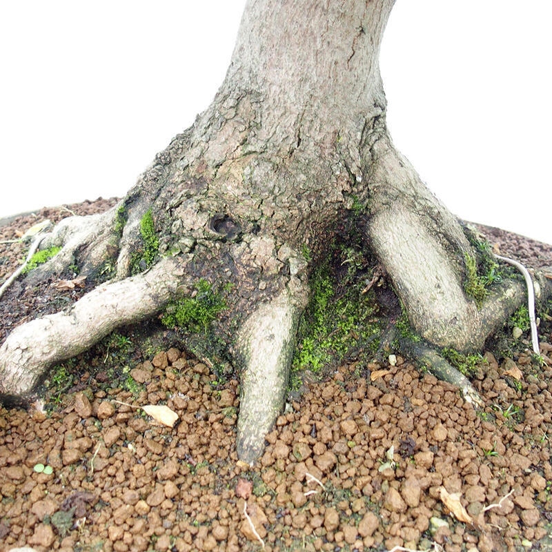 Venkovní bonsai - Javor Francouzský - Acer Nonspessulanum