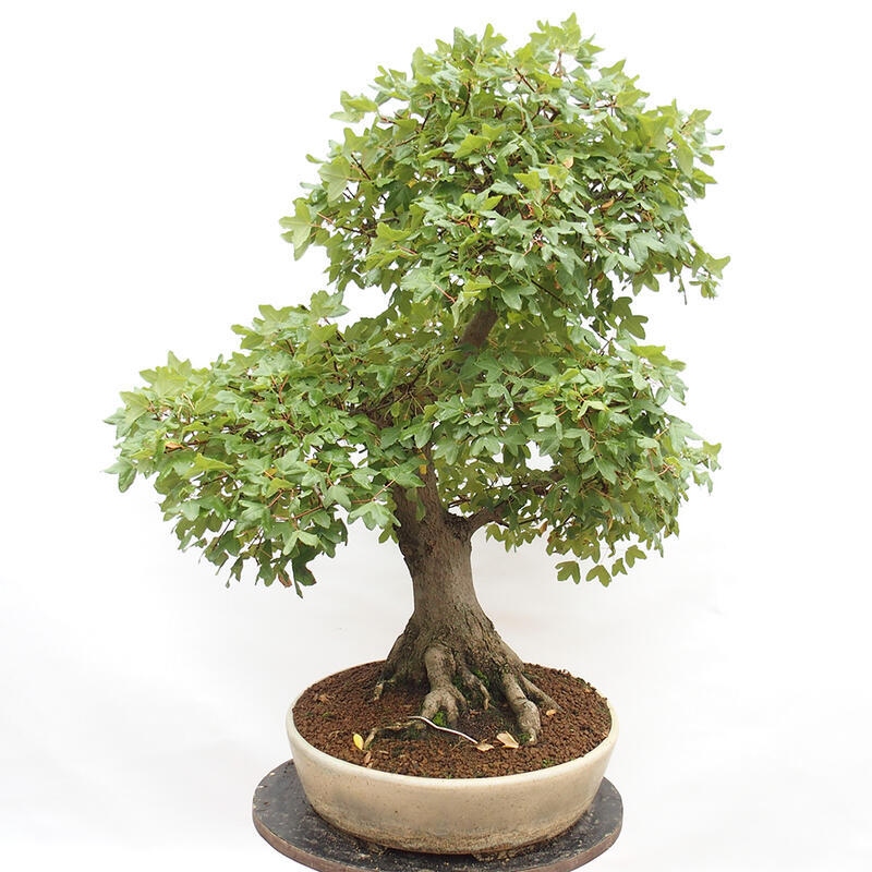 Venkovní bonsai - Javor Francouzský - Acer Nonspessulanum