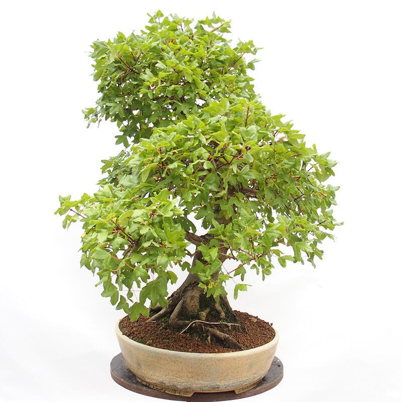 Venkovní bonsai - Javor Francouzský - Acer Nonspessulanum