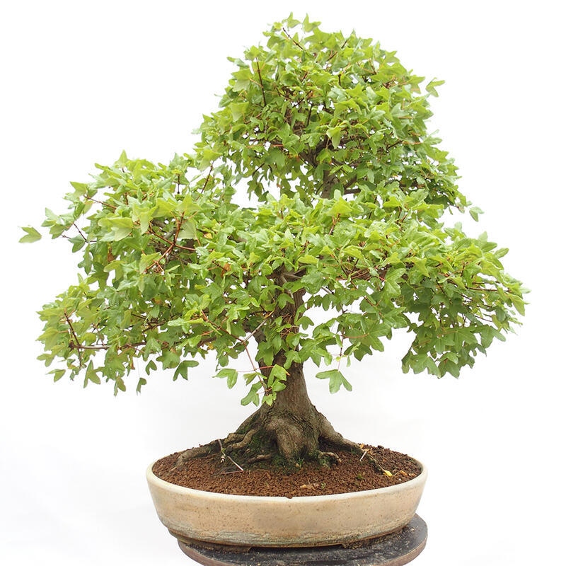 Venkovní bonsai - Javor Francouzský - Acer Nonspessulanum