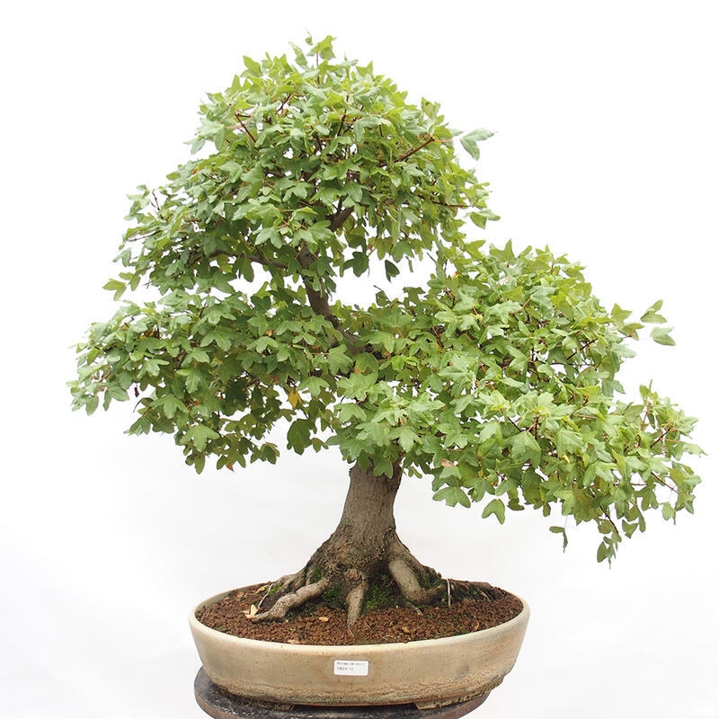 Venkovní bonsai - Javor Francouzský - Acer Nonspessulanum