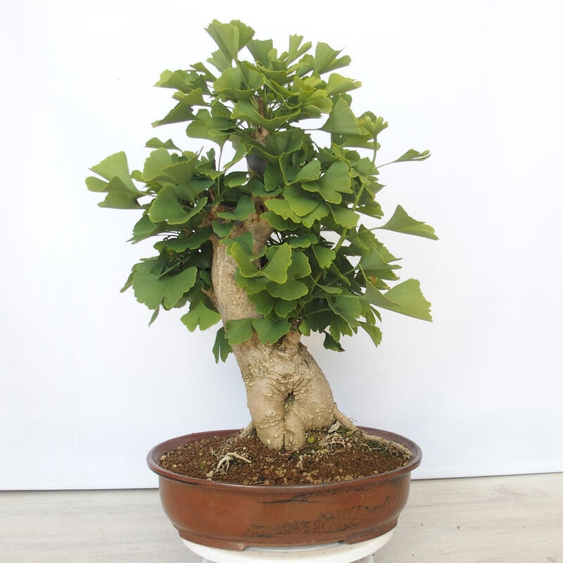 Venkovní bonsai - Jinan dvoulaločný - Ginkgo biloba