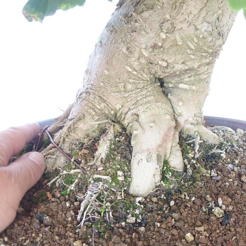 Venkovní bonsai - Jinan dvoulaločný - Ginkgo biloba