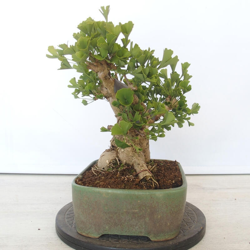 Venkovní bonsai - Jinan dvoulaločný - Ginkgo biloba